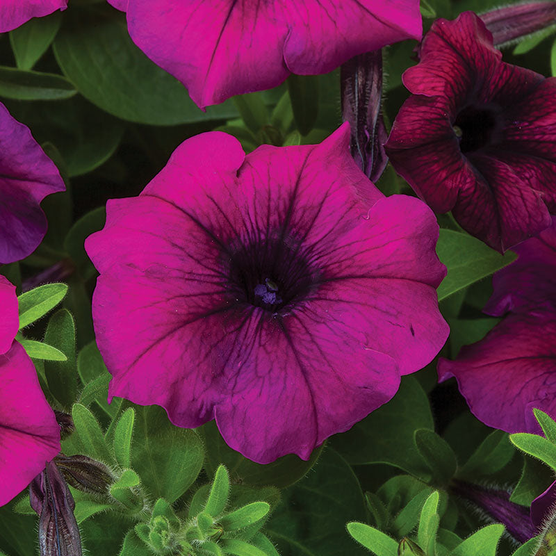 Petunia FotoFinish Mix F1 Seed