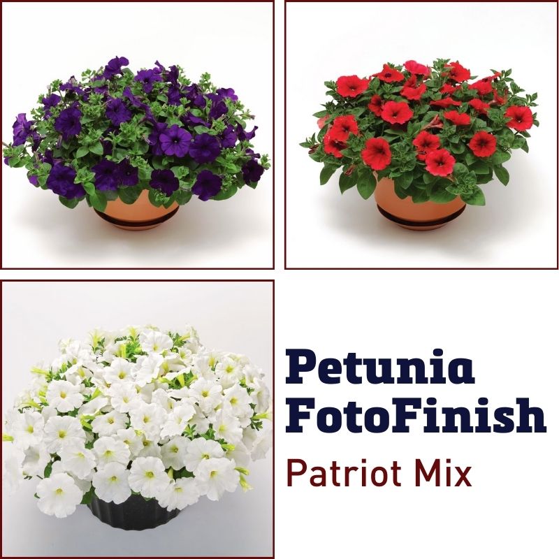 Petunia FotoFinish Patriot Mix F1 Seed