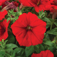 Petunia FotoFinish Patriot Mix F1 Seed