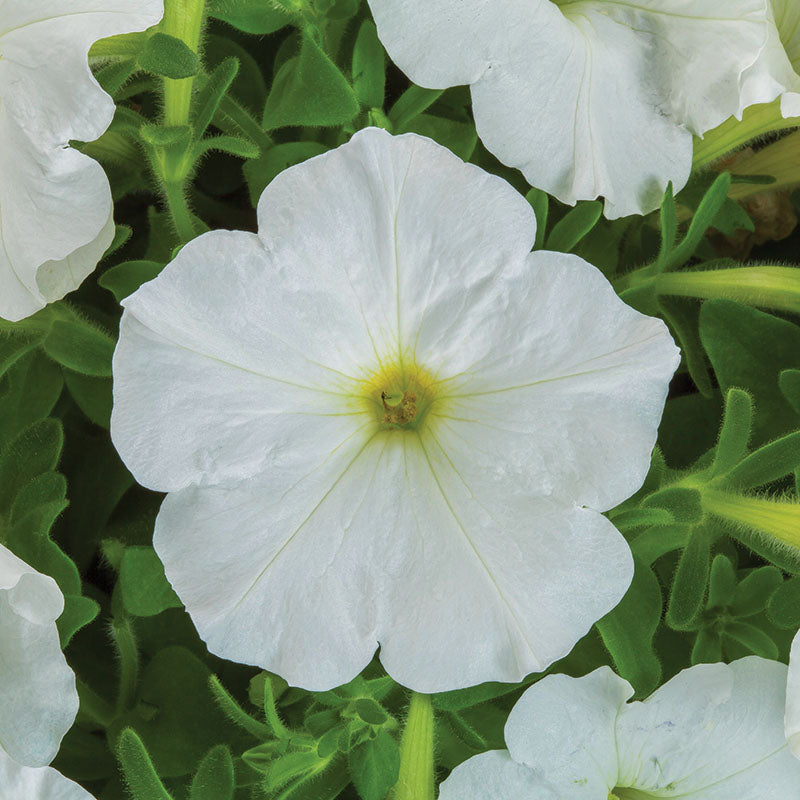 Petunia FotoFinish Patriot Mix F1 Seed