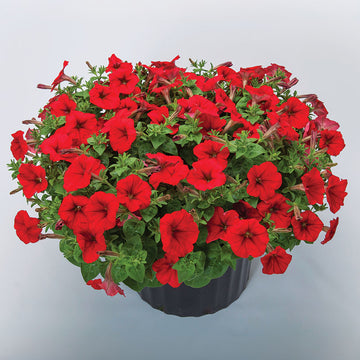 Petunia FotoFinish Red F1 Seed