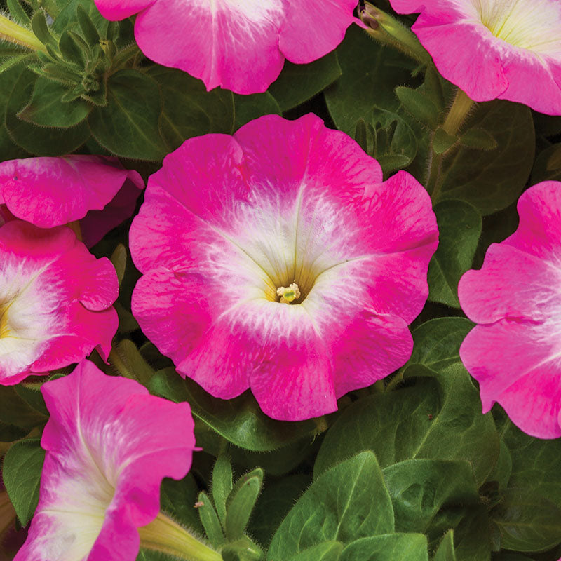 Petunia FotoFinish Rose Morn F1 Seed