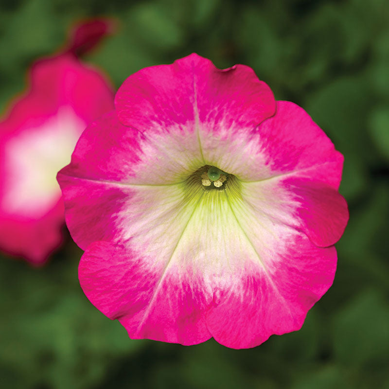 Petunia FotoFinish Rose Morn F1 Seed