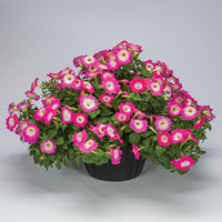 Petunia FotoFinish Rose Morn F1 Seed