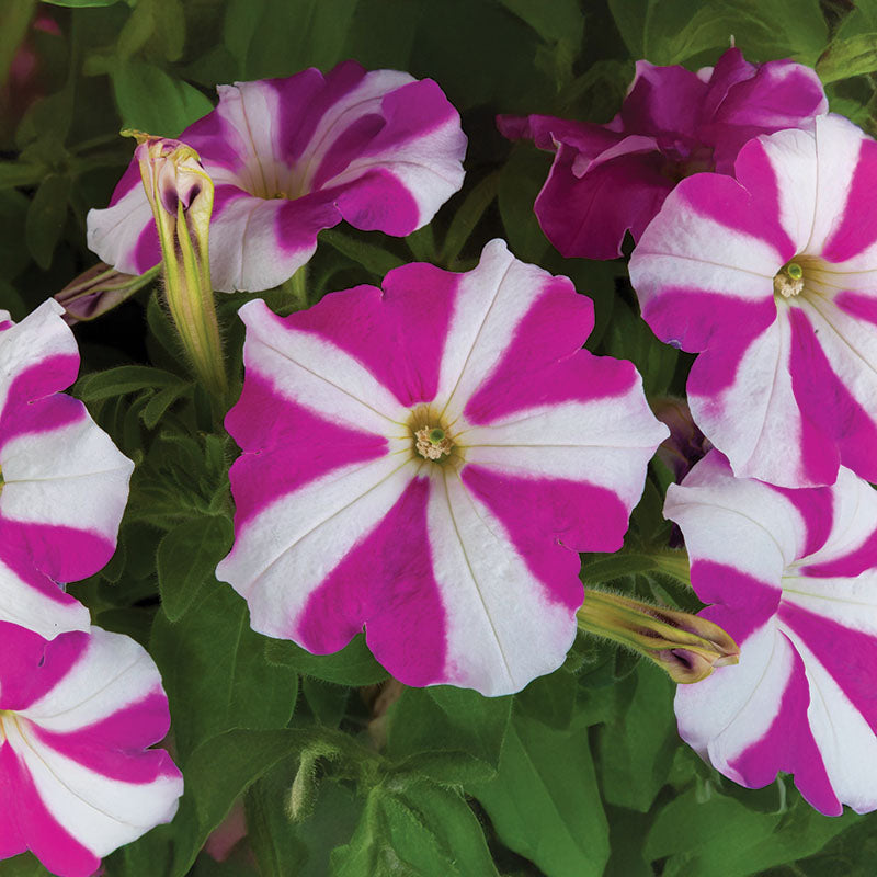 Petunia FotoFinish Rose Star F1 Seed