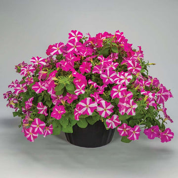 Petunia FotoFinish Rose Star F1 Seed