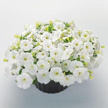 Petunia FotoFinish White F1 Seed