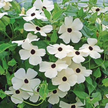 Thunbergia Susie White Seed