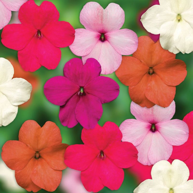 Impatiens Imara XDR Pastel Mix F1 Seed