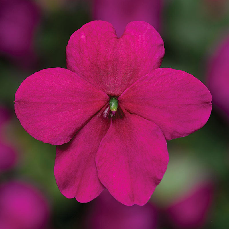 Impatiens Imara XDR Pastel Mix F1 Seed