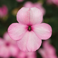 Impatiens Imara XDR Pastel Mix F1 Seed