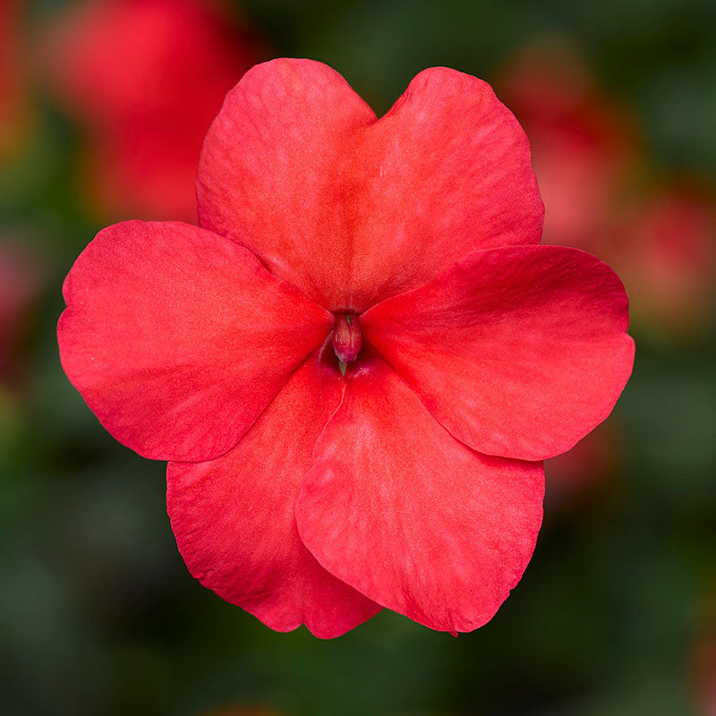 Impatiens Imara XDR Pastel Mix F1 Seed