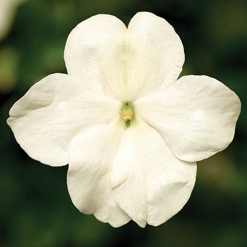 Impatiens Imara XDR Pastel Mix F1 Seed