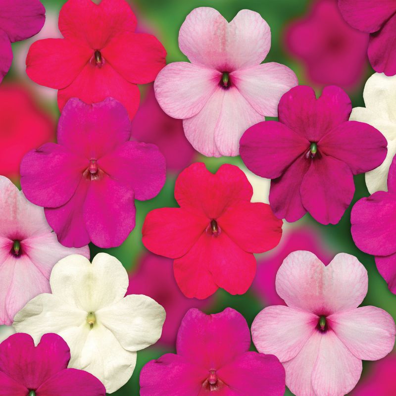 Impatiens Imara XDR Rosy Mix F1 Seed