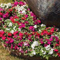 Impatiens Imara XDR Rosy Mix F1 Seed