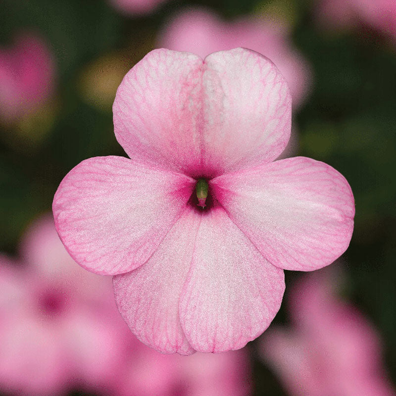 Impatiens Imara XDR Rosy Mix F1 Seed