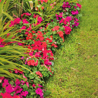 Impatiens Imara XDR Tango Mix F1 Seed