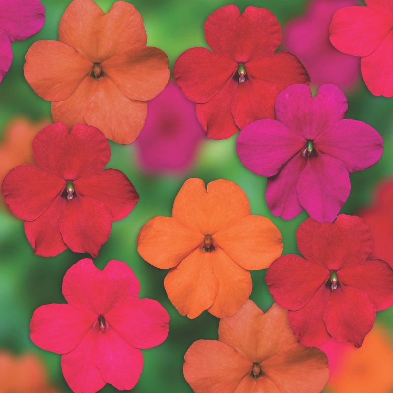 Impatiens Imara XDR Tango Mix F1 Seed