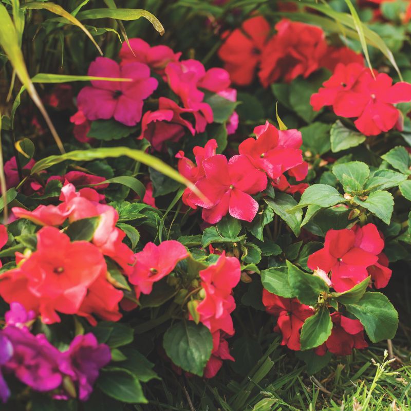 Impatiens Imara XDR Tango Mix F1 Seed