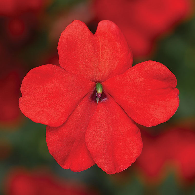 Impatiens Imara XDR Tango Mix F1 Seed