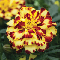 Marigold Alumia Crème Brulee Seed