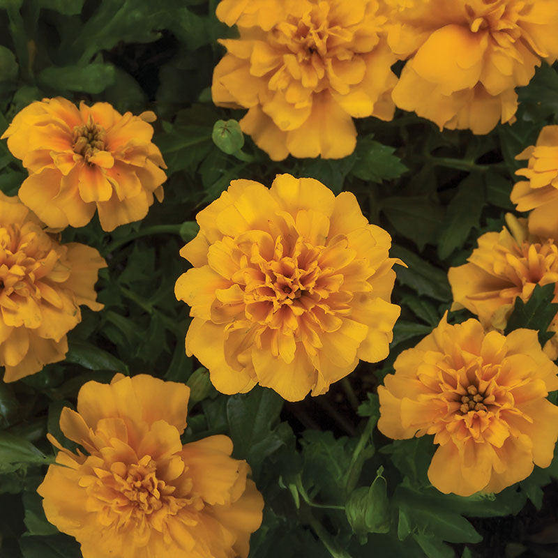 Marigold Happy Gold Seed