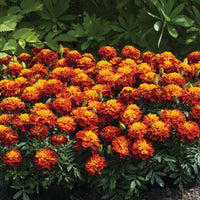 Marigold Happy Spry Seed