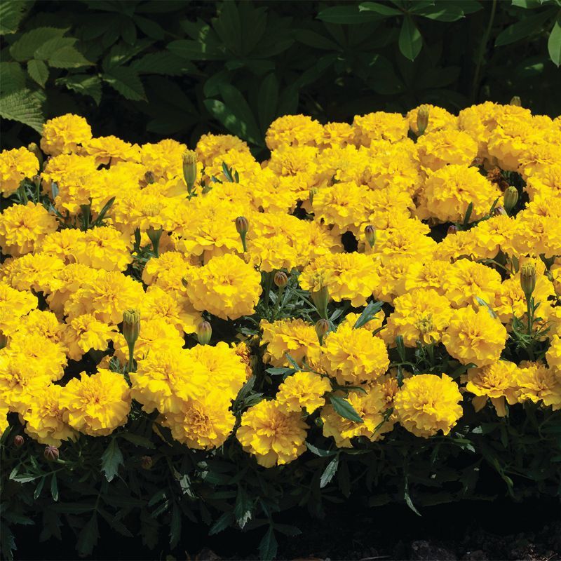 Marigold Happy Yellow Seed