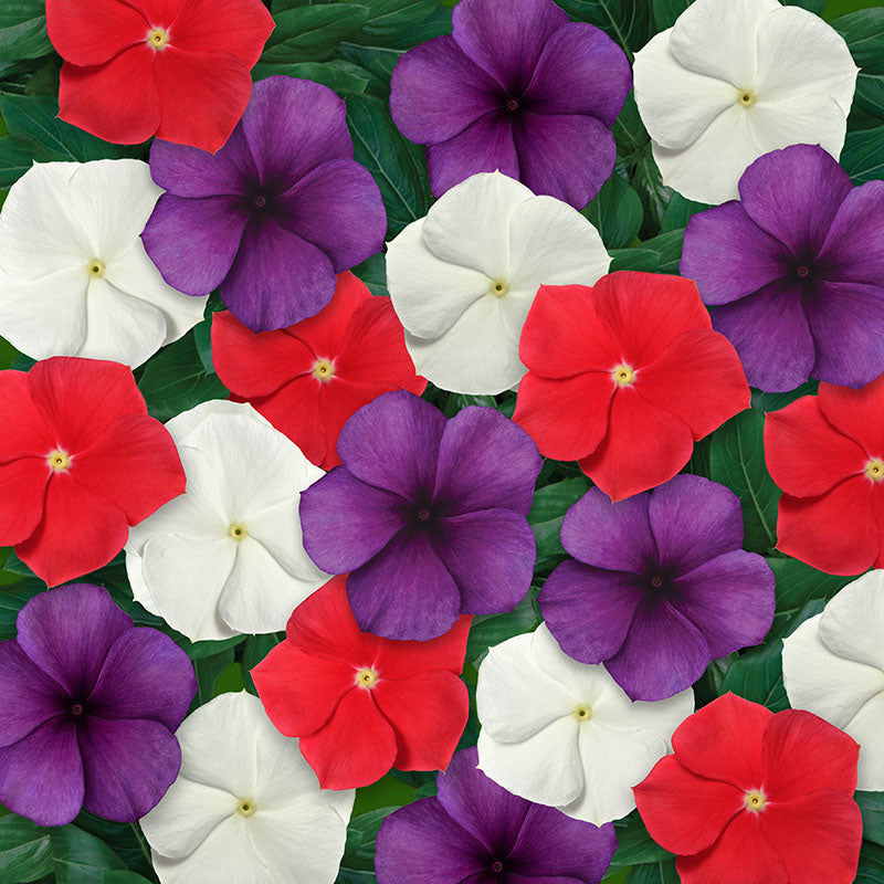 Vinca Tattoo™ American Pie Mix Seed