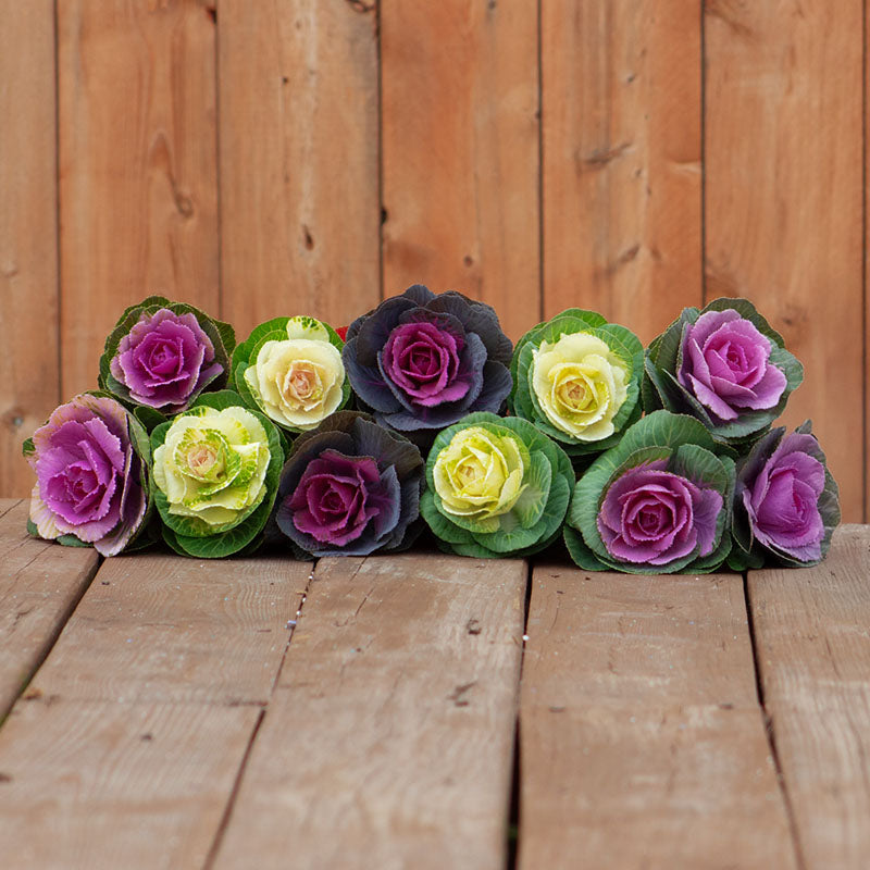 Ornamental Kale Cut Flower Collection Seed