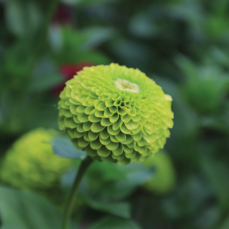 Zinnia Queeny Lime Seed