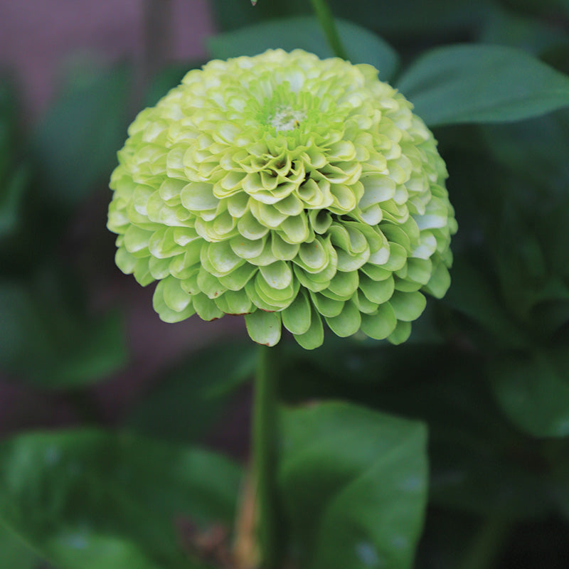 Zinnia Queeny Lime Seed