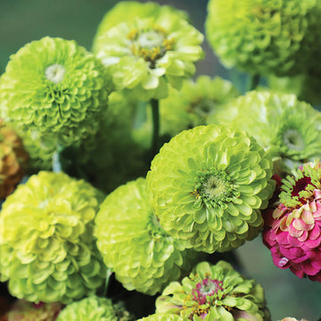 Zinnia Queeny Lime Seed