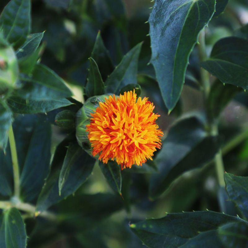 Carthamus Grenade Orange Seed