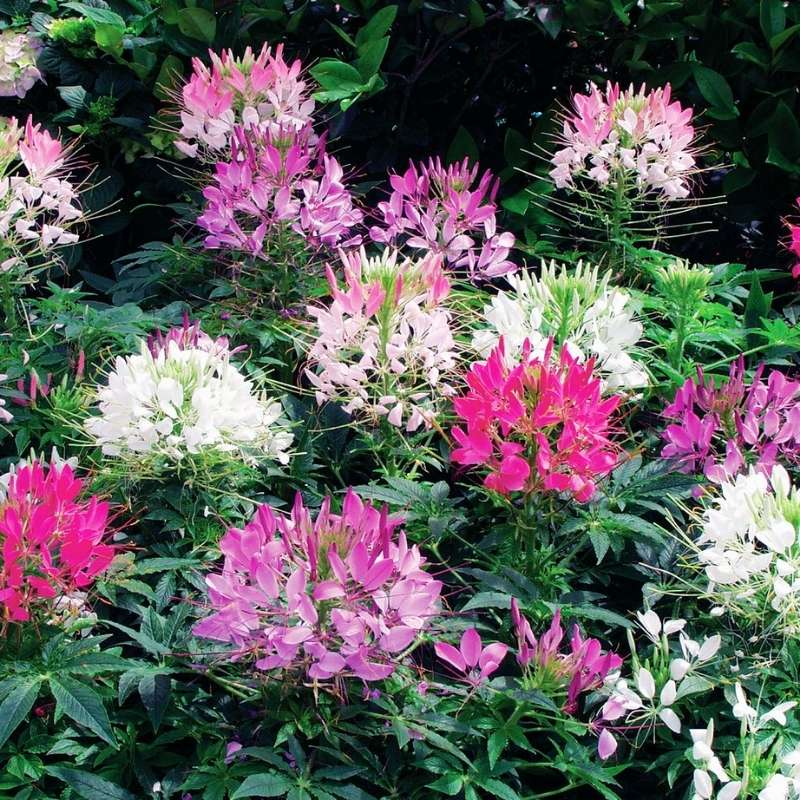 Cleome Sparkler 2.0 Mix Seed