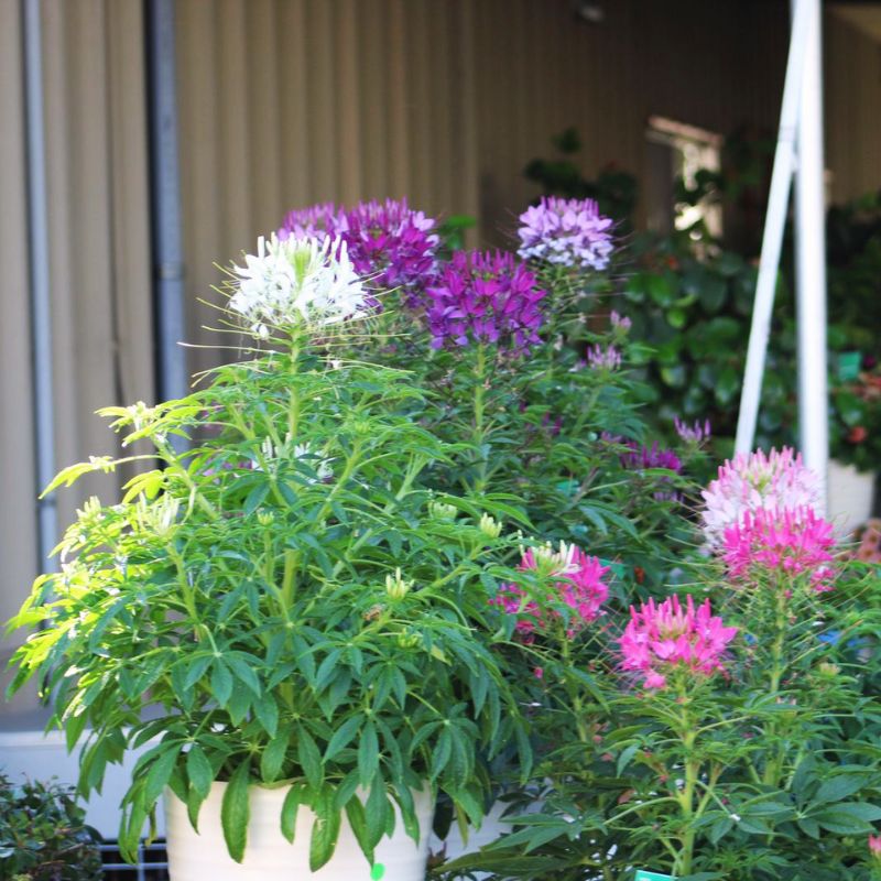 Cleome Sparkler 2.0 Mix Seed