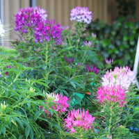 Cleome Sparkler 2.0 Mix Seed