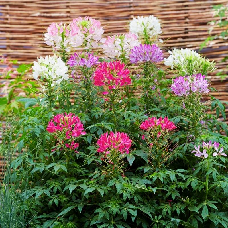 Cleome Sparkler 2.0 Mix Seed