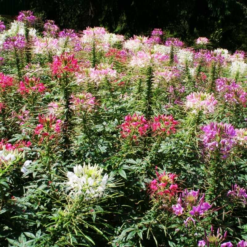 Cleome Sparkler 2.0 Mix Seed