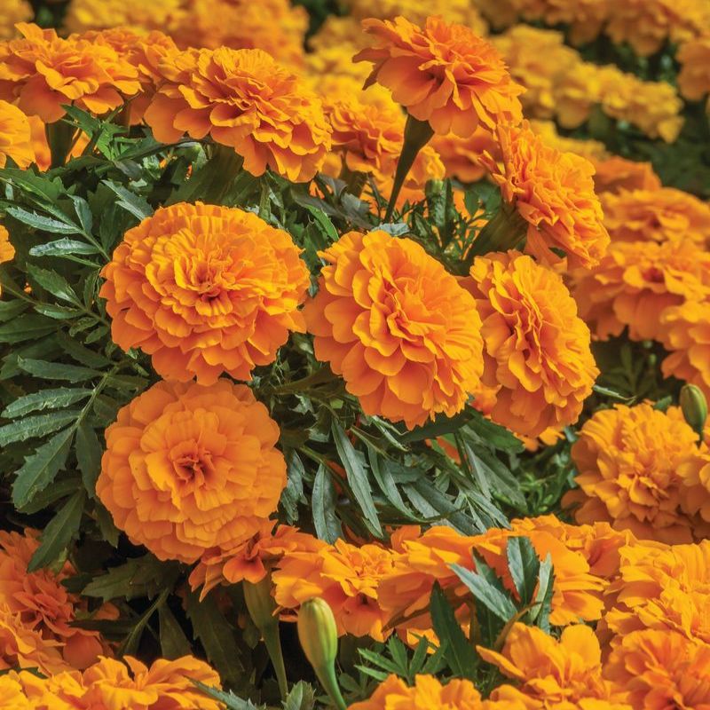 Marigold Endurance Orange F1 Seed