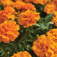 Marigold Endurance Orange F1 Seed