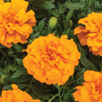 Marigold Endurance Orange F1 Seed