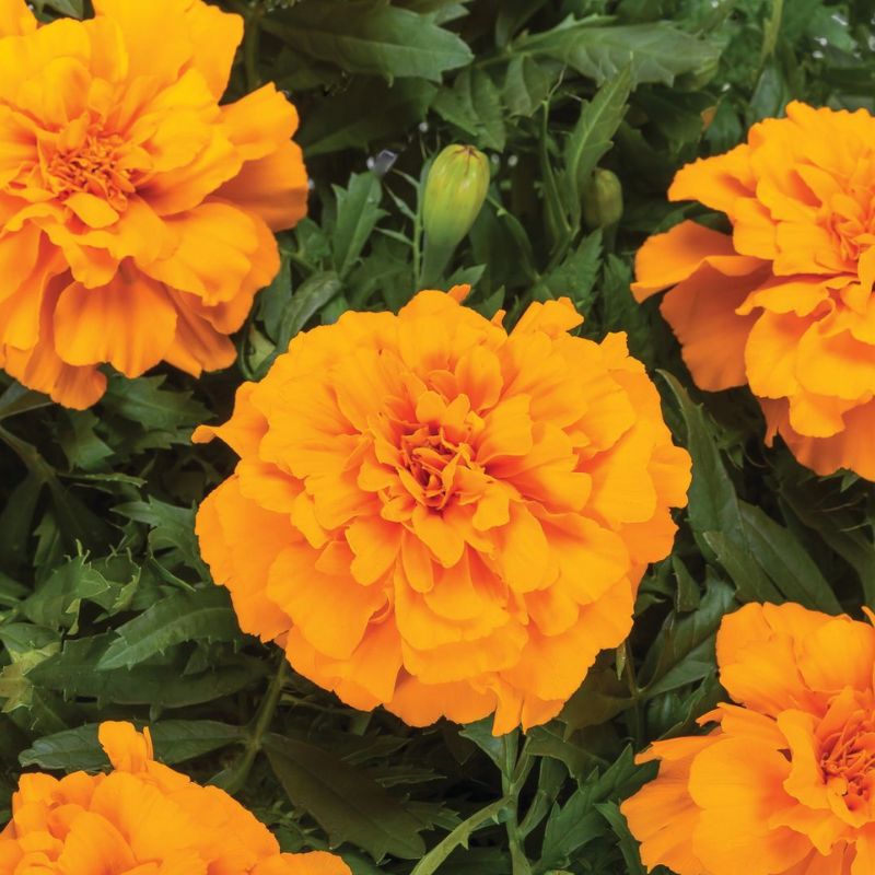 Marigold Endurance Orange F1 Seed