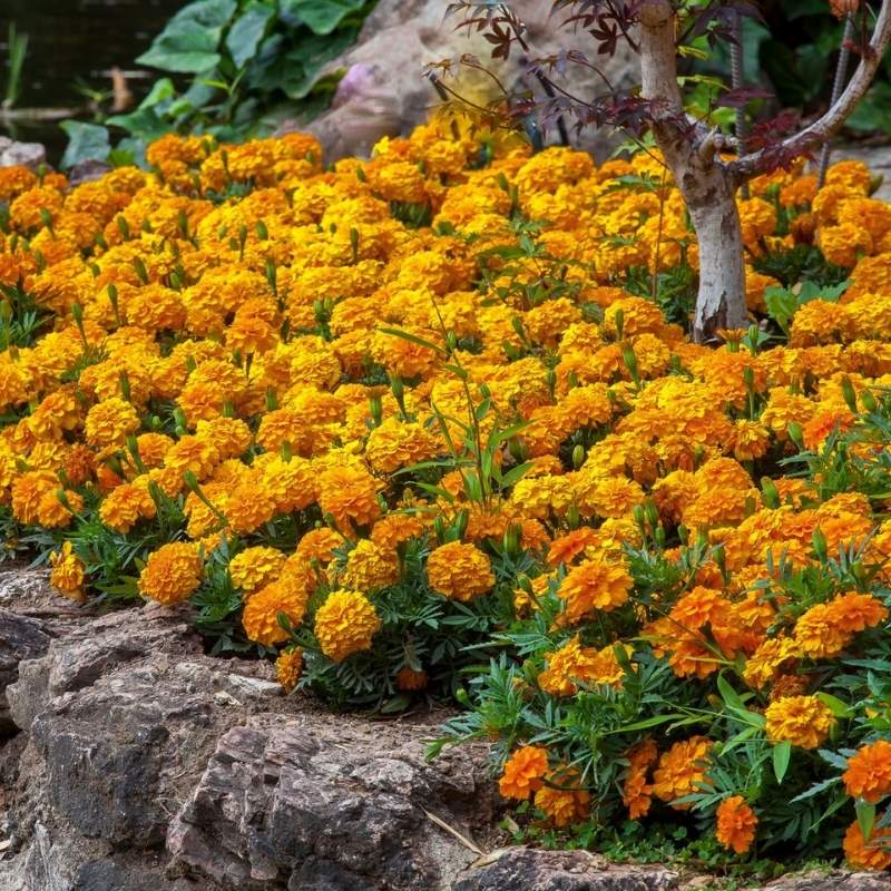 Marigold Endurance Orange F1 Seed