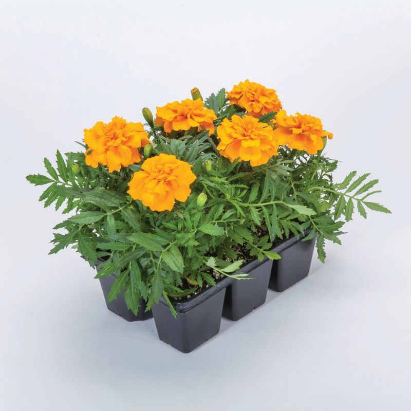 Marigold Endurance Orange F1 Seed