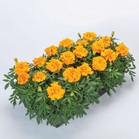 Marigold Endurance Orange F1 Seed