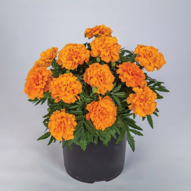 Marigold Endurance Orange F1 Seed