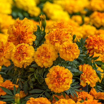 Marigold Endurance Sunset Gold F1 Seed