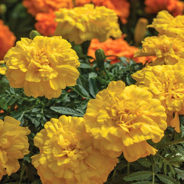 Marigold Endurance Yellow F1 Seed