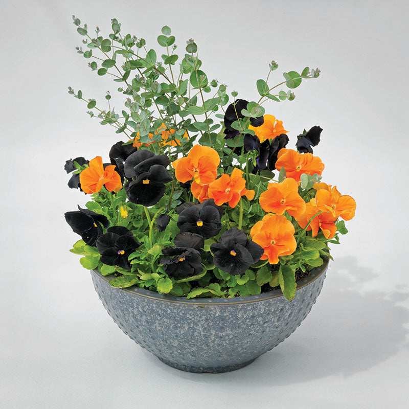 Pansy Inspire Plus Jack-O-Lantern Mix F1 Seed